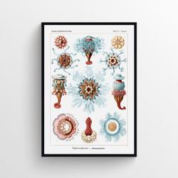 Siphonophorae Premium Matte Vertical Poster Meaningful Gift For Family Gift For Boyfriend Valentine Gift Birthday Gift Holiday Gift